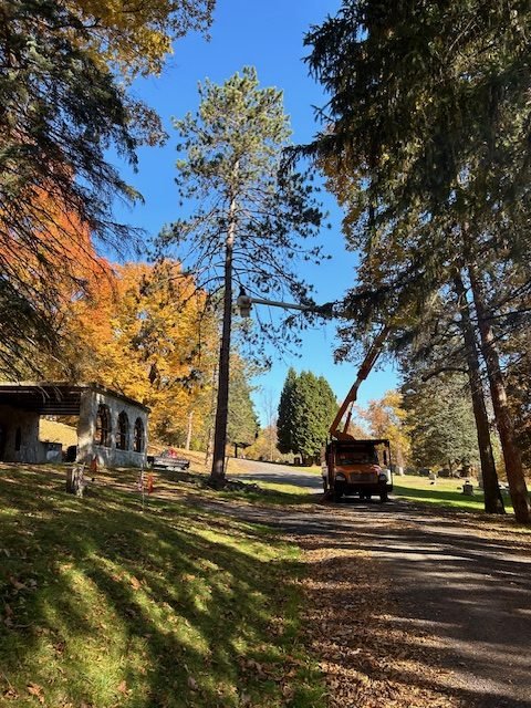 Tree removal